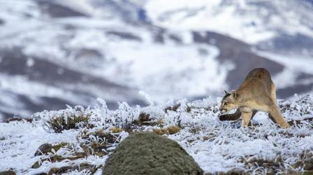 Video thumbnail: Nature Pumas: Legends of the Ice Mountains