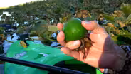 Wocus Harvest