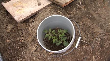 Video thumbnail: Volunteer Gardener Volunteer Gardener 3111