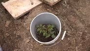 Volunteer Gardener 3111