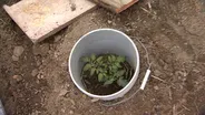 Volunteer Gardener 3111