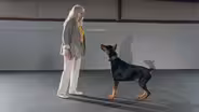 A Day at a Canine Freestyle Dance Class