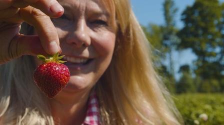 Video thumbnail: Welcome to My Farm Strawberries Forever