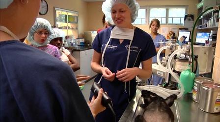 Video thumbnail: WFSU Education What Does an Animal Services Veterinarian Do?