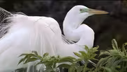 Herons and Heroes