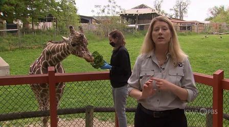 Video thumbnail: Iowa PBS Presents Go Wild: Giraffe and Rhinoceros
