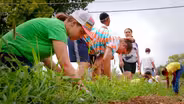Urban Farming/YCAP - Iroquois Urban Farm