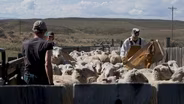 The Way of Wool