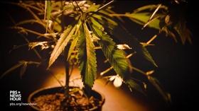 Video thumbnail: PBS NewsHour How Colorado cannabis legalization fueled a black market
