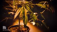 How Colorado cannabis legalization fueled a black market
