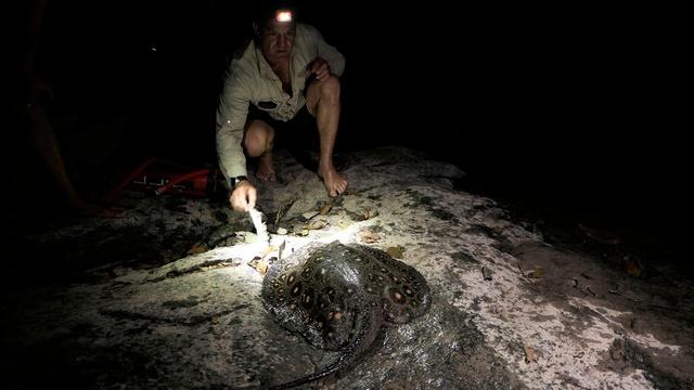 A Stingray Encounter