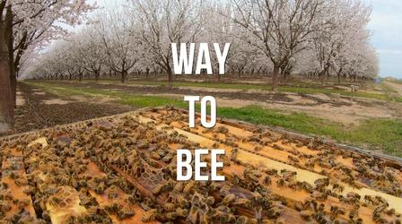 Video thumbnail: American Grown: My Job Depends on Ag Busy Bees