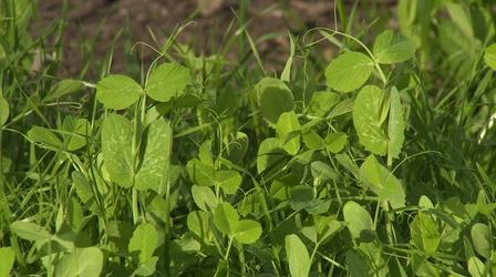 Video thumbnail: Backyard Farmer Backyard Farmer: Pruning & Cover Crops