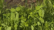 Backyard Farmer: Pruning & Cover Crops