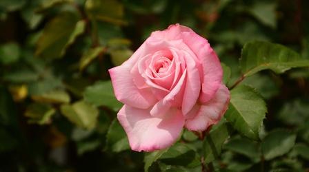 Video thumbnail: Central Texas Gardener How Fragrance Impacts Decisions