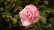 How Fragrance Impacts Decisions
