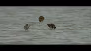 Creation Story at Boca Chica