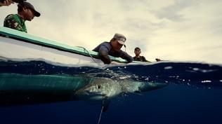 Project Shark | WILD HOPE