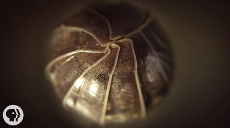 Video thumbnail: Deep Look Roly Polies Came From the Sea to Conquer the Earth