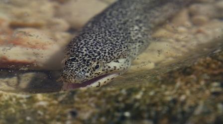 Video thumbnail: Big Pacific Peppered Moray Eels