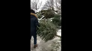 Chicago Park District Collects Christmas Trees for Mulching