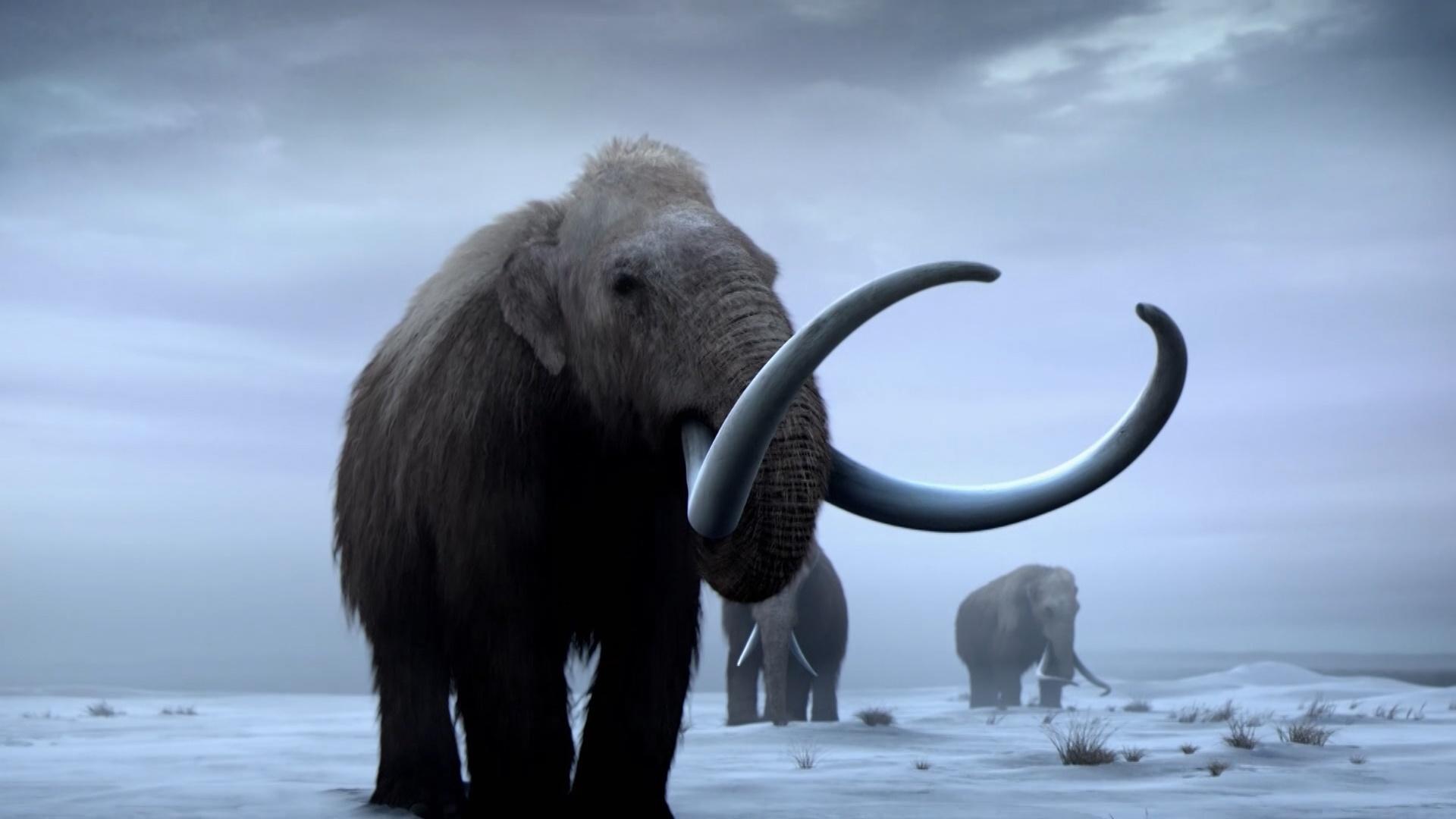 ancestral mammoth