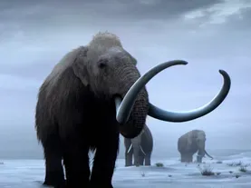 Bringing Back Woolly Mammoths