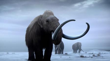 Video thumbnail: NOVA Bringing Back Woolly Mammoths