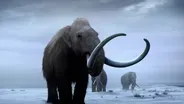 Bringing Back Woolly Mammoths