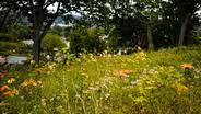 What types of species depend on native grasslands?