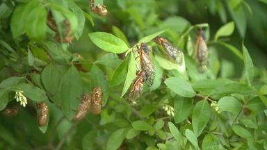 Brood X cicadas emerge around NJ after 17 years under ground