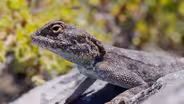 Komodo Dragon and Blue Tongued Skink