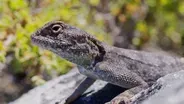 Komodo Dragon and Blue Tongued Skink