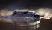 Wild beavers return to England centuries after extinction