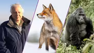 NATURE - Season 43