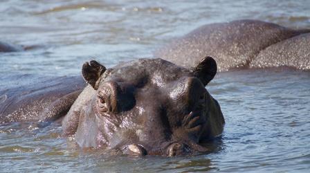 Video thumbnail: Nature Hippos: Africa's River Giants