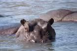 Hippos: Africa's River Giants