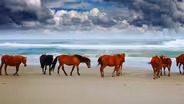 Wild Horses: America's Most Beloved Invasive Species?