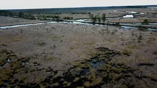 Ghost Forests