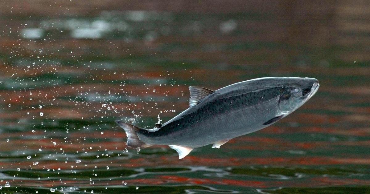 Sockeye Salmon  Government of Yukon