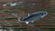 Salmon shortages in Alaska are changing Native ways of life