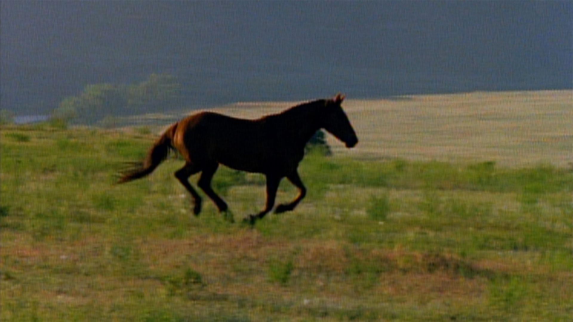 The Role of Horses | The West | PBS1920 x 1079