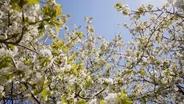 Cherry Blossoms