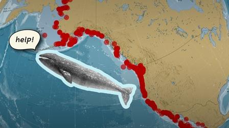 Video thumbnail: Weathered Why Are So Many of Gray Whales Washing Ashore?