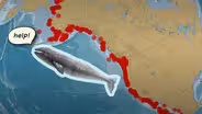 Why Are So Many of Gray Whales Washing Ashore?