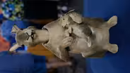 Appraisal: German Nodding Rabbit, ca. 1900