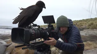 Filming the World's Smartest Raptors