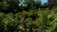 Volunteer Gardener 3320