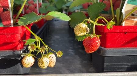 Video thumbnail: South Dakota Home Garden South Dakota Home Garden: Vegetable Plants