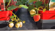 South Dakota Home Garden:  Vegetable Plants